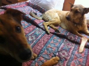 3 elvis n cilla in omaha hotel