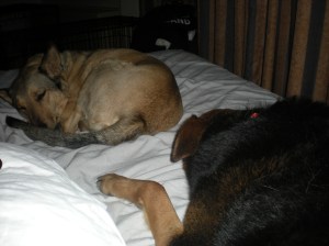 61 cilla n elvis denver hotel