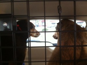 8 elvis n cilla patiently waiting to finally get out of the car