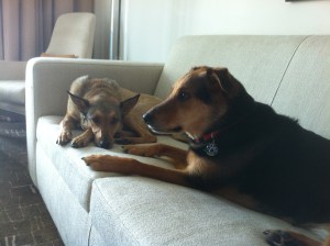 13 elvis n cilla love our suite